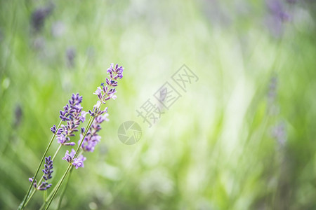 紫色景观夏季园艺背有熏衣草和太阳光网站横幅与园艺概念美丽的图片