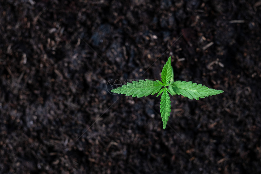 尖塔质地草本根据土壤背景在地面上种植的树苗顶端植物图片