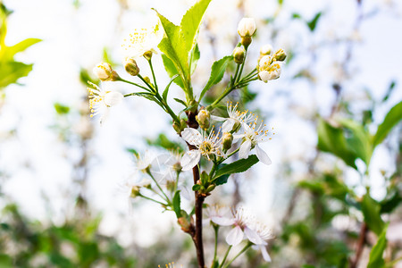 盛开春林中的白苹果树花青春氛围大自然再生乡村青年图片