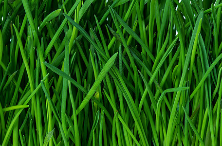 郁葱春天绿草背景皮图片