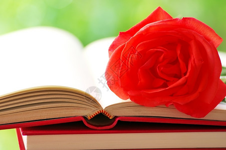 红玫瑰在开放的书上信息可崇拜图片