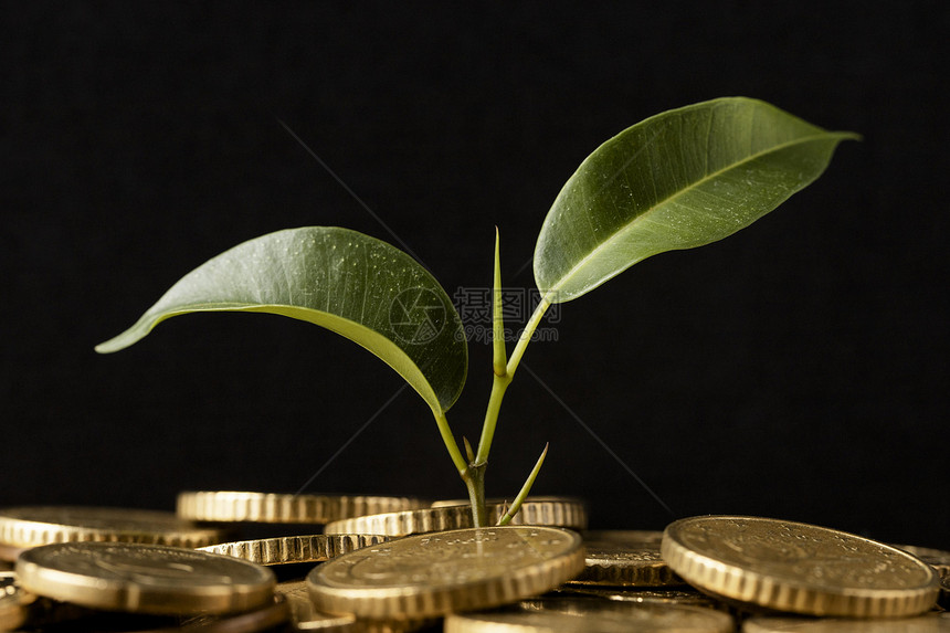 金融从硬币中生长的前台视图植物货币金子图片