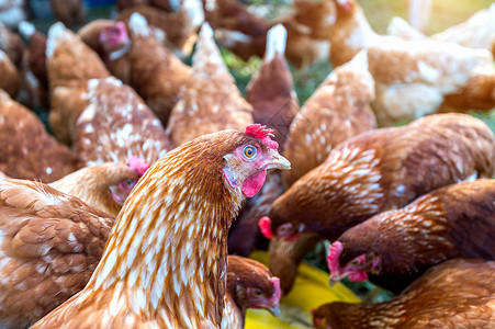 一群鸡吃食物肉国内的行业图片