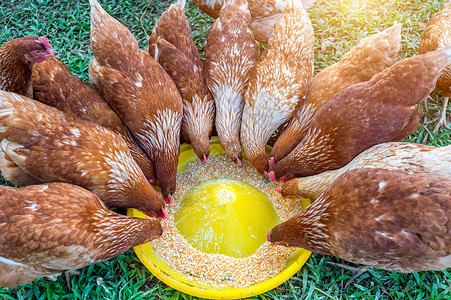 农家乐范围公鸡一群吃食物图片