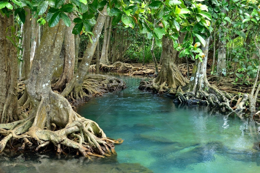 旅行美丽公园带河流的红树林沼泽图片
