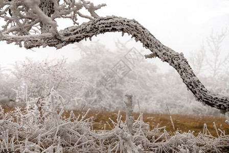 冬季风寒冰的雪地木头自然森林高清图片