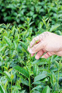 绿茶芽图片