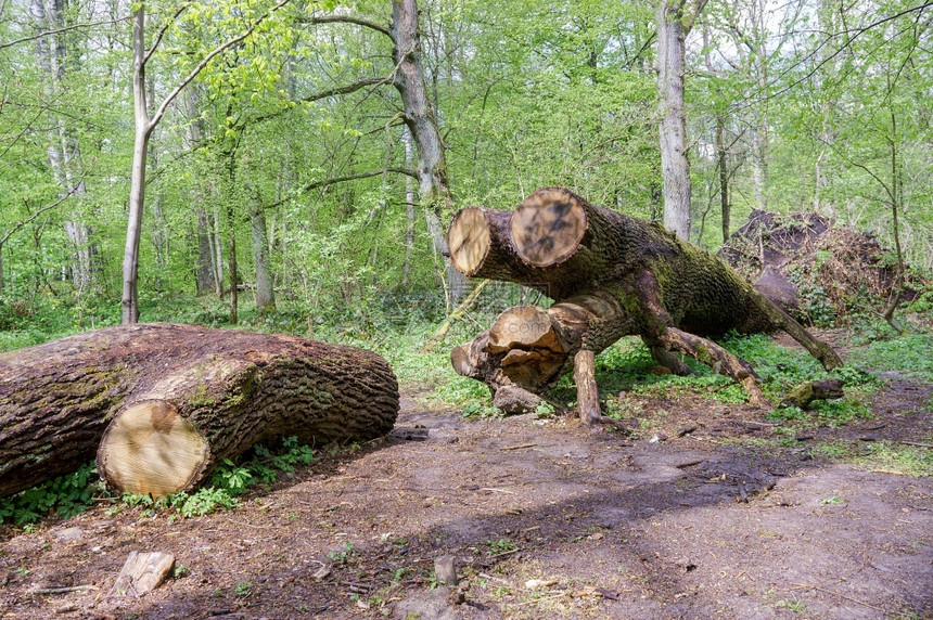 烧伤砍伐树木的桩砍伐木的干砍伐木的桩砍伐木的干棕色自然图片