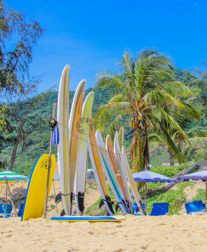 海边沙滩上的冲浪板与棕榈树图片