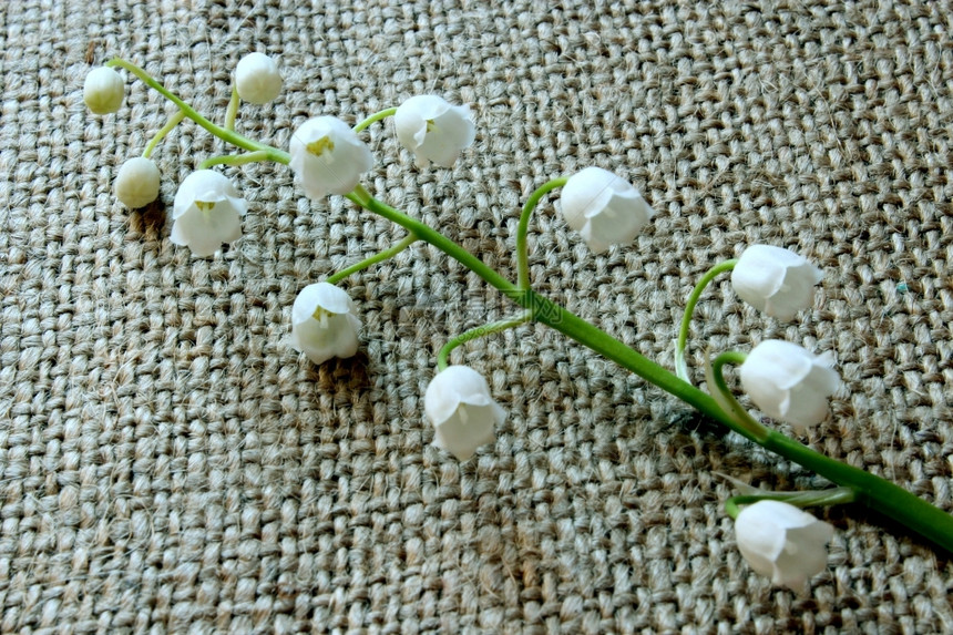 灰色本底有山谷百合花枝的树绽放茎图片