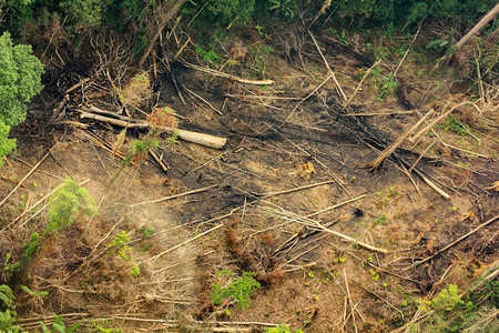 雨林中地上连串砍伐树木行业天篷森林图片