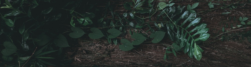 木头热带绿叶背景暗调主题抽象的黑暗图片