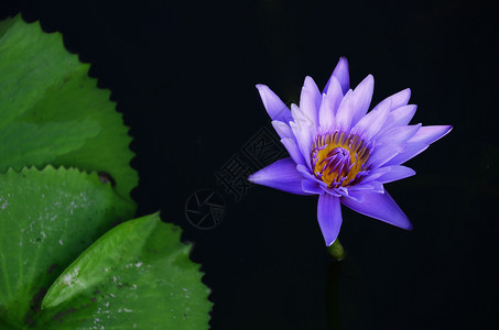 花束春天叶子维奥莱特莲花水在池塘里图片