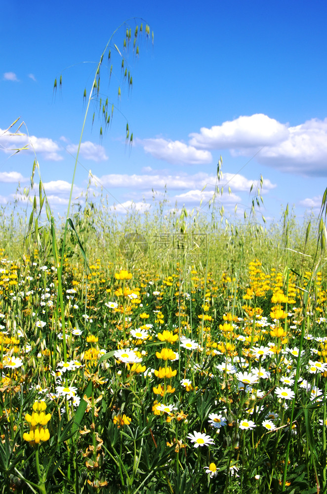 对抗蓝天的野花和草雏菊场景植物群图片