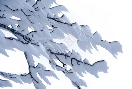 冬季树枝上的冰霜背景图片