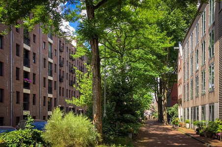 树叶橡木阿姆斯特丹街阳光明媚有树木场景图片