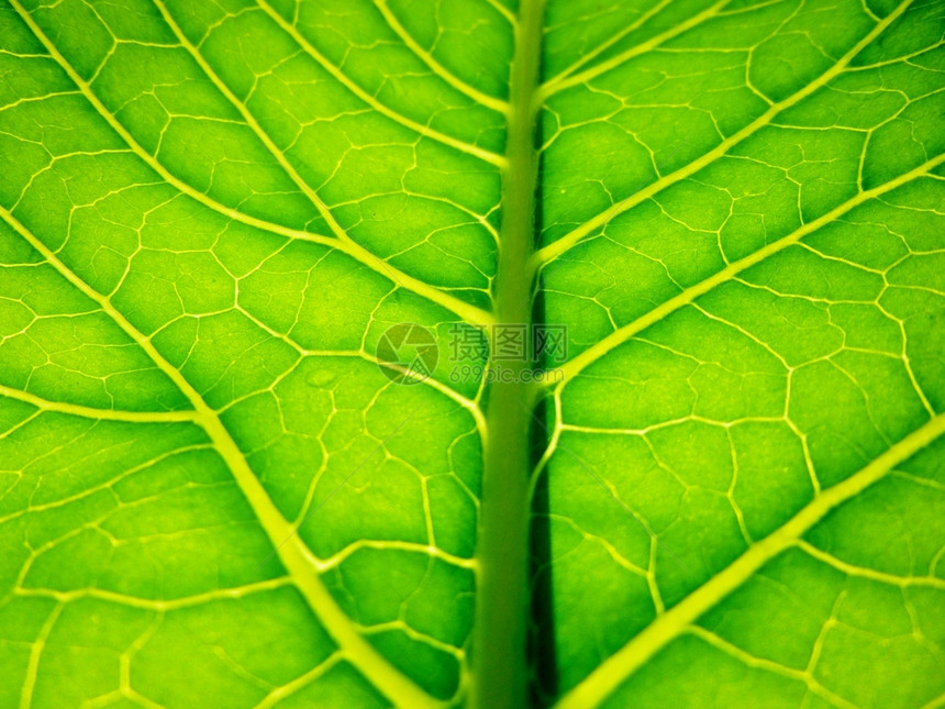 叶子以绿封闭形式呈现的背景太阳通过床单闪耀用于医药治疗健康化妆品垂直排列的日光照亮绿色叶封闭形式的背景太阳通过床单闪耀着阳光植物图片