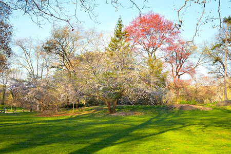 春款上市城市花海岸美国纽约州市春初中央公园背景