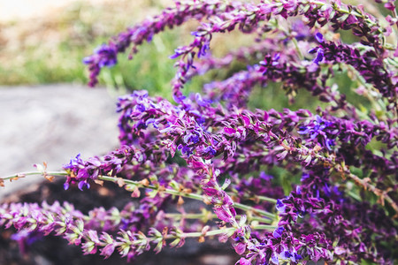 开花朵香水淡紫放在一棵已砍伐的树丛上夏季花卉背景有熏衣菜和树花在一棵已砍伐的树桩上香草花布有熏衣菜和树花背景图片