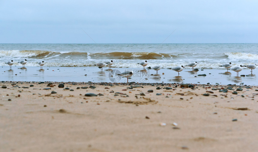 蓝色的白动物海岸上水禽鸥和石头岸上的鸥脂肪岸上的鸥脂肪岸上的水禽图片