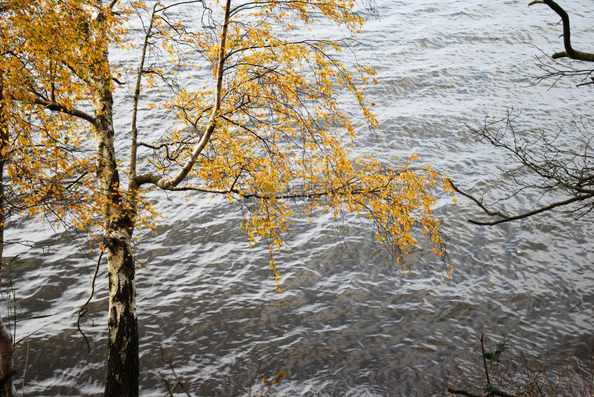 湖河经过以水面为地表的秋季彩色白葡萄树图片
