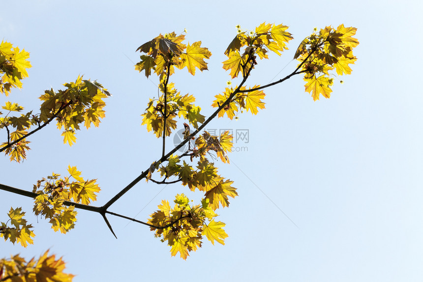 森林植物学以绿色树叶照亮阳光的青树林上第一批叶子之在冬季花叶春天过后自然觉醒冬天图片