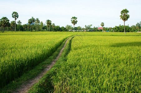 美丽的自然景观绿稻田和棕榈树之路在阳光明媚的农村日天晴树木越南的曲线图片