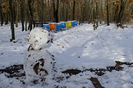 蜂巢在保加利亚扎韦特镇Zavet的寒冬森林中雪地向蜜蜂山和人提供养蜂场和雪人膜翅目草地背景图片