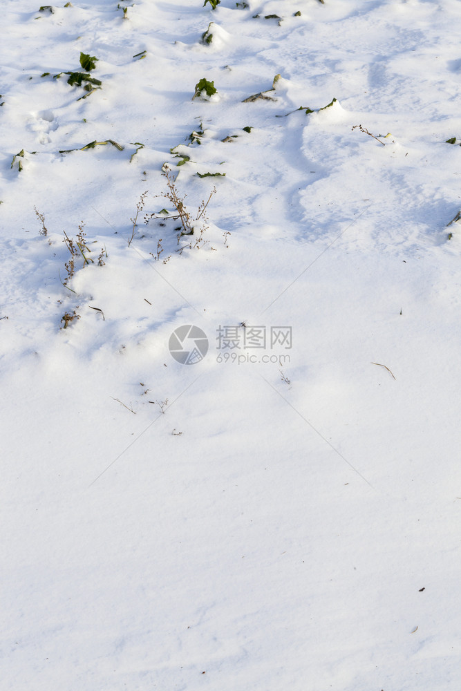 寒冷的自然田地上积雪草丛中生长着青冬季风景下雪漂流和草地冬天图片