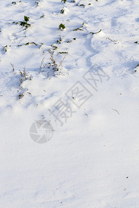 寒冷的自然田地上积雪草丛中生长着青冬季风景下雪漂流和草地冬天图片
