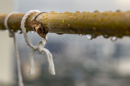 白色的戳棕降雨后湿竹棍上的水滴量过后图片