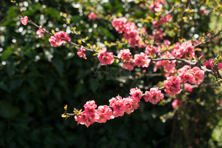 美丽的郁金香花朵图片