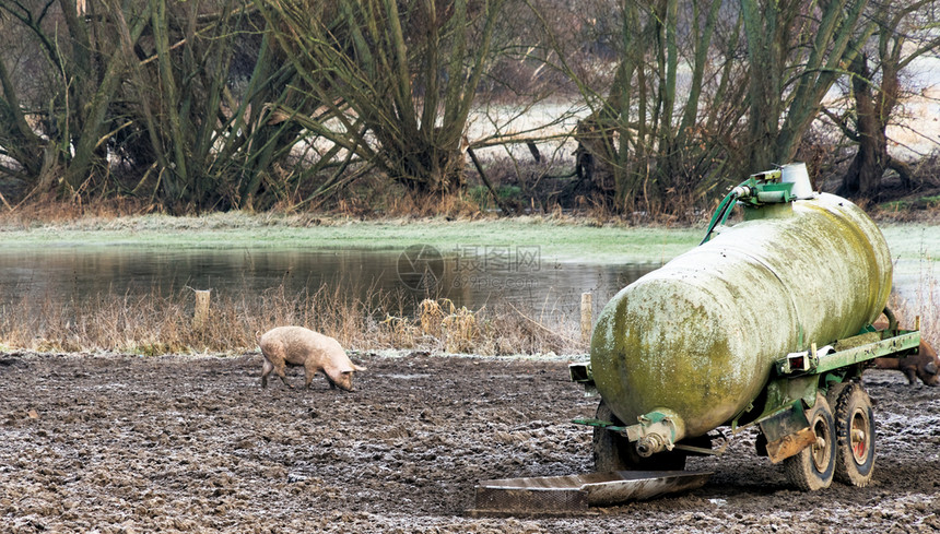 肮脏的在德国河流岸边寻找食物的幸运自由流猪在德国河岸寻找食物金子银行图片