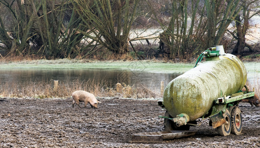 肮脏的在德国河流岸边寻找食物的幸运自由流猪在德国河岸寻找食物金子银行图片