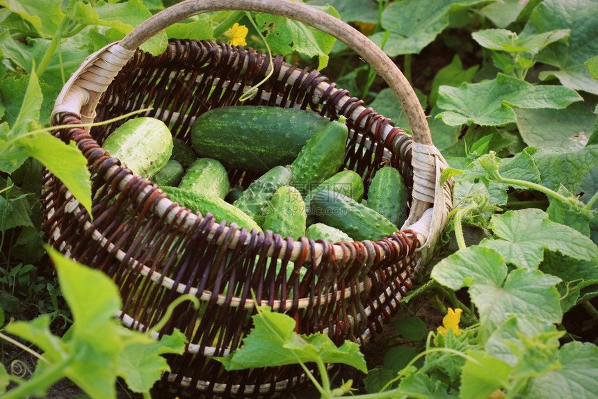 新鲜收获的黄瓜在篮子里园艺背景与绿色植物园艺背景与绿色植物一种颜季节图片