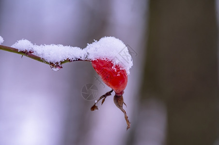 落下雪中的玫瑰果上的雪花秋天第一场雪中的玫瑰果上的雪花寒冷冰图片