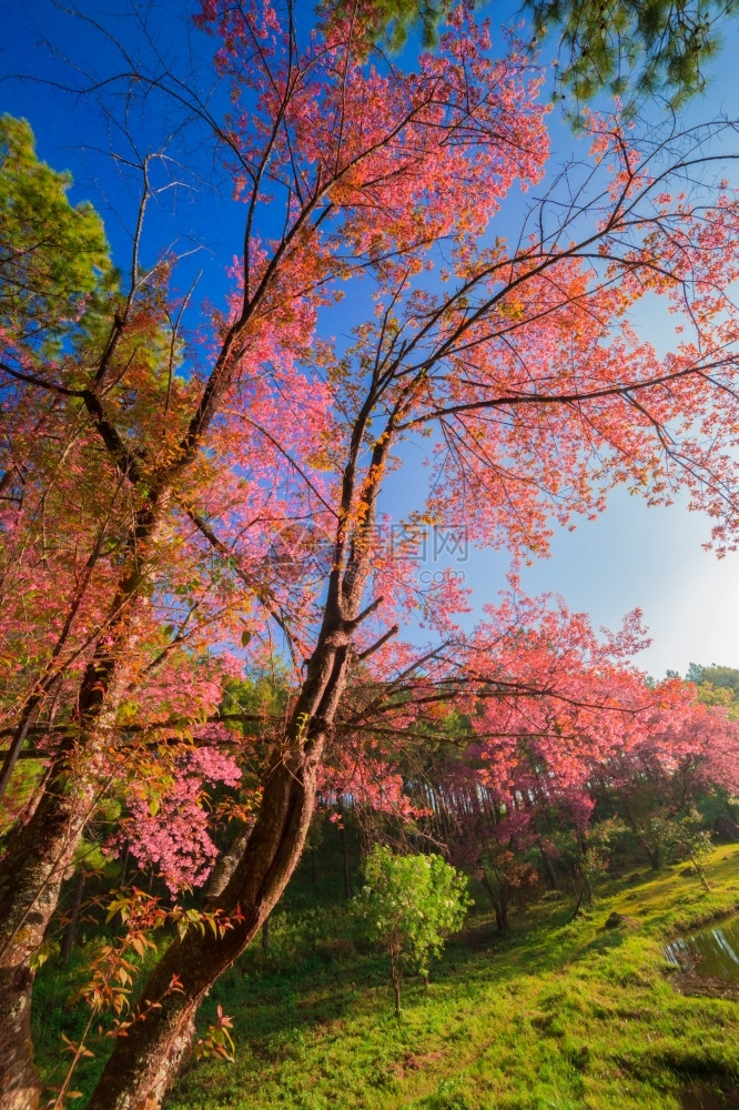 自然禅意叉春天樱花开图片