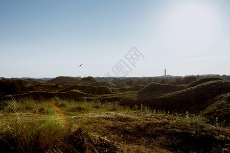 衬套草全景大海滚动沿沙丘上的绿色植被日落前的阳光夏之季假期概念如画图片