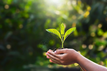 环境的生物学树苗在绿色自然背景概念生态地球日的概念下儿童手持小植物用阳光照着绿色自然背景概念背景图片