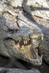 皮肤危险活鳄鱼头部的近处嘴张开垂直观察可怕的图片