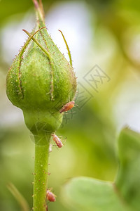 敌人自然中玫瑰芽的虫子关闭垂直视图农药错误图片