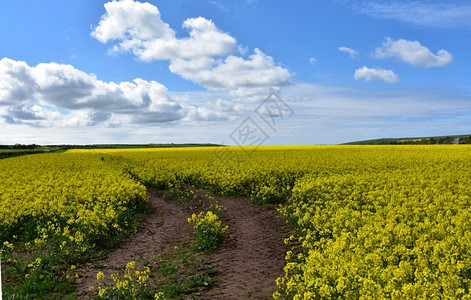 穿过盛开的种子花田风向漫步油菜英国环境图片