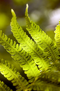 花园阳光明媚的蕨类植物美丽绿叶蕨类植物的夏季叶晴天卷图片