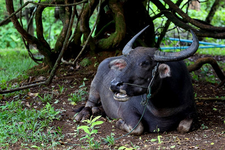 景观放松水牛休息在树下泰国的花园里强高清图片