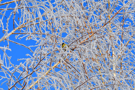 天气木头冬的树满是积雪和冰霜丰富多彩的图片