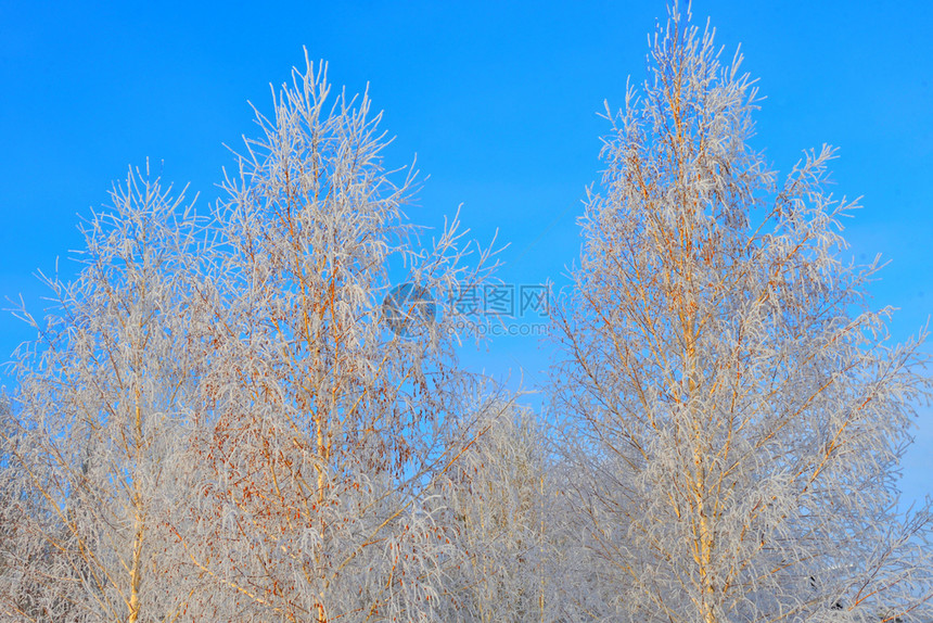 冬天的树木满是积雪和冰霜天气空松树图片