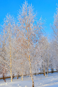 全景冬天的树木满是积雪和冰霜季节欧洲图片