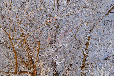 冬天的树木满是积雪和冰霜木头天气风景图片