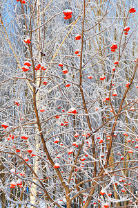 冬天的树木满是积雪和冰霜乡村的早晨季节图片