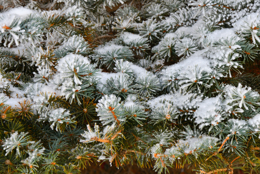 冬天的树木满是积雪和冰霜自然丰富多彩的木头图片